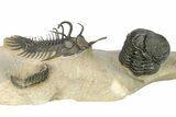 Short-Fork Walliserops Hammi Trilobite - Foum Zguid, Morocco #276169-1